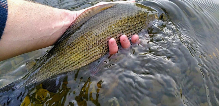 Cefnllysgwynne grayling - TM from Somerset